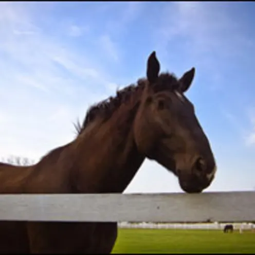 horse and white fence